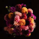 Dahlia