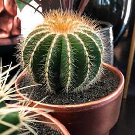 Cactus geneve