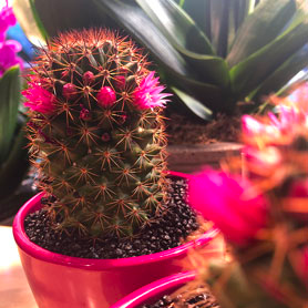 Cactus sur geneve