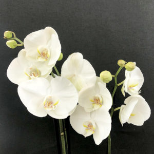 Orchidées Blanches