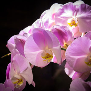 Orchidées Roses